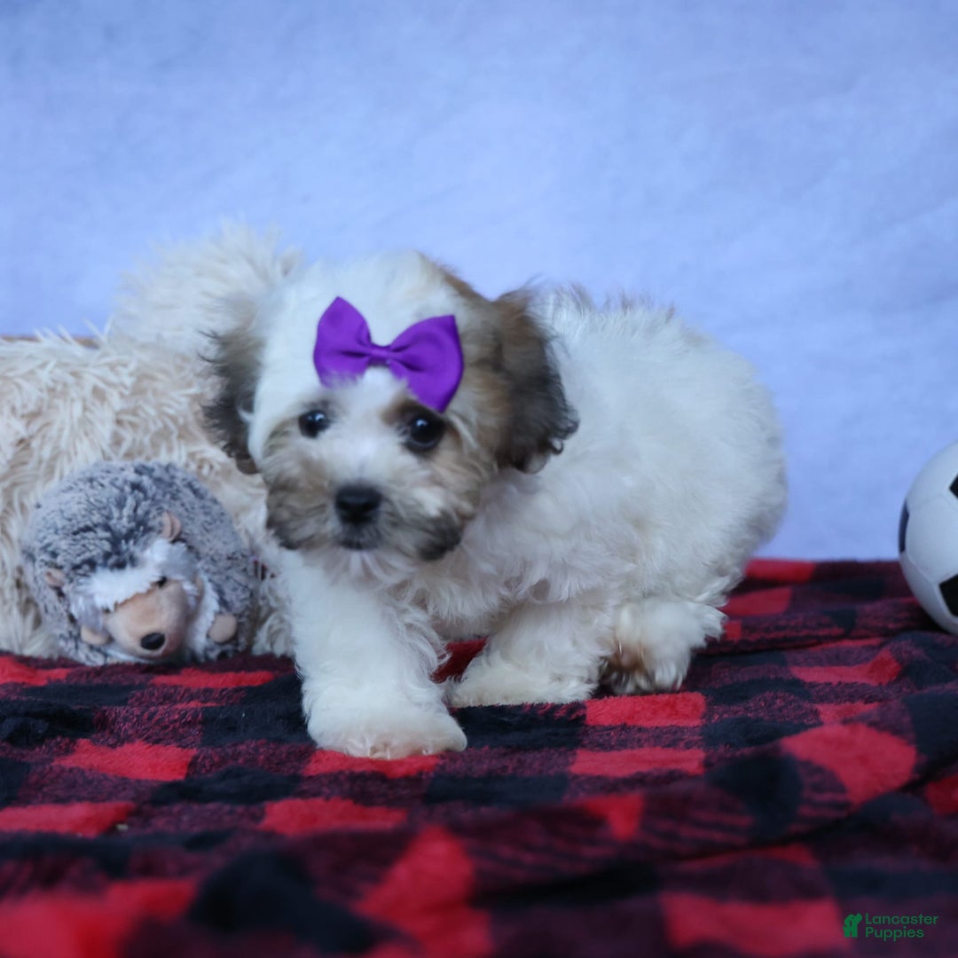 Shihpoo dogs for sale: Scarlett - Image 4