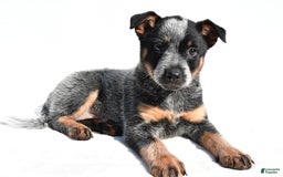 Australian Cattle Dog dogs for sale: Addie - Image 4