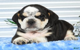 Beabull dogs for sale: Ike - Image 2
