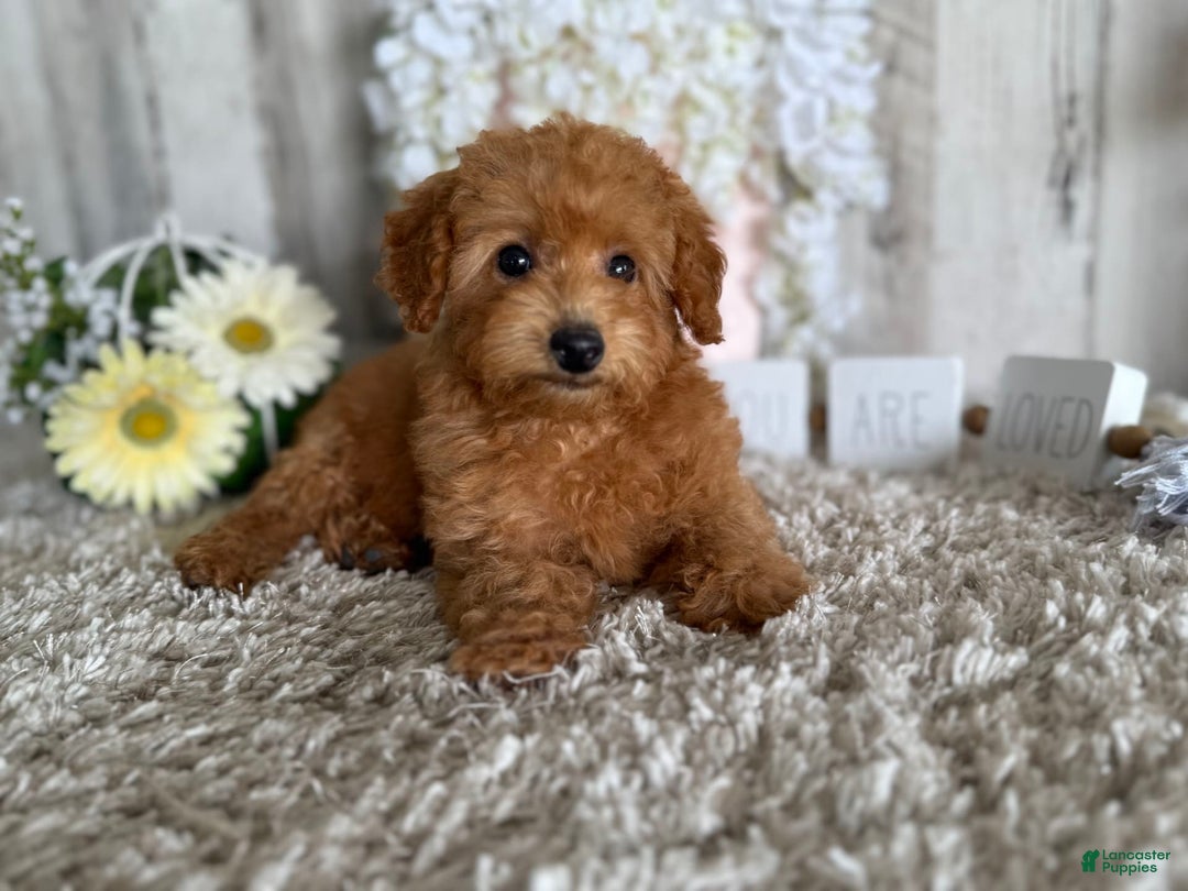 Toy Poodle dogs for sale: Cloey - Image 4