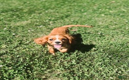 Cavalier King Charles Spaniel dogs for sale: Cola - Image 4