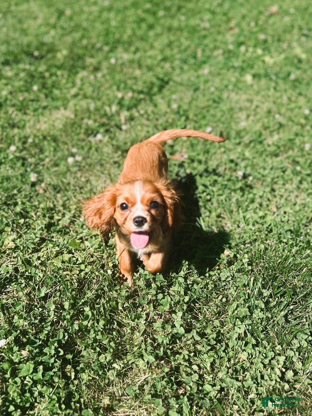 Cavalier King Charles Spaniel dogs for sale: Cola - Image 4