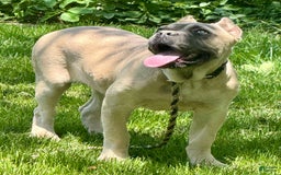 Cane Corso dogs for sale: Georgia - Image 43