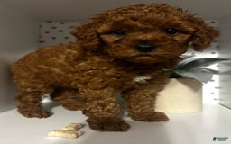 Cockapoo dogs for sale: Bruno - Image 5