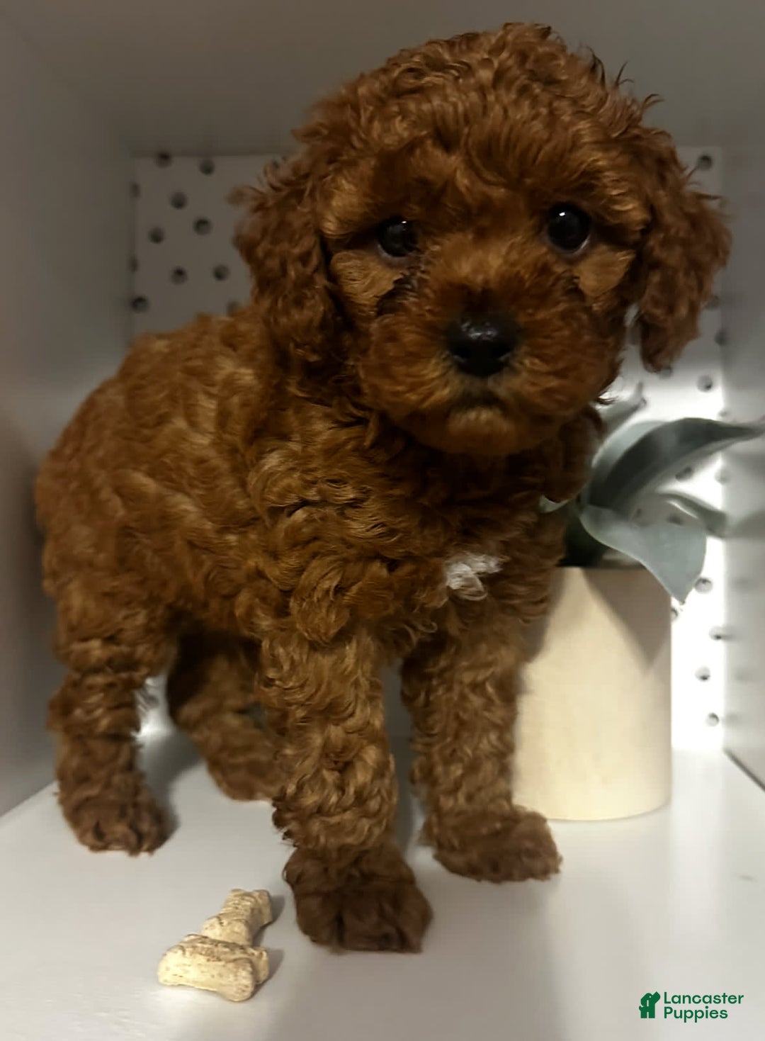 Cockapoo dogs for sale: Bruno - Image 5