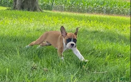Boxer dogs for sale: Sage - Image 6