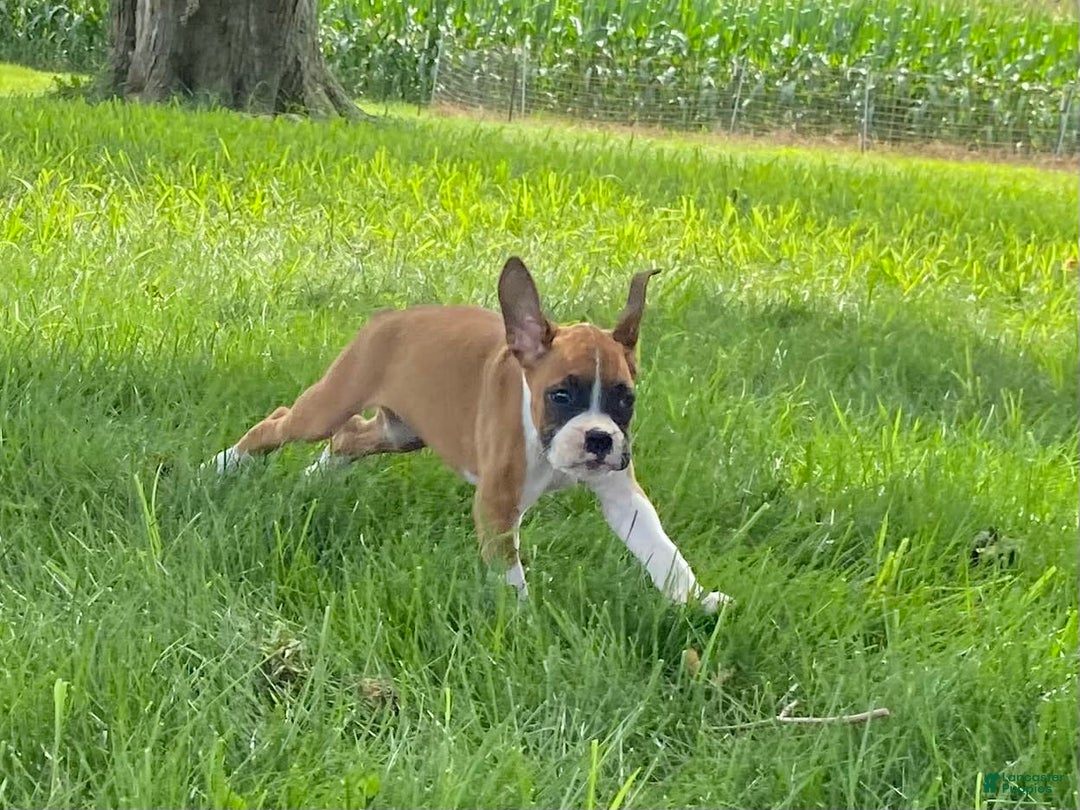 Boxer dogs for sale: Sage - Image 6