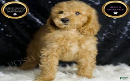 Mini Goldendoodle dogs for sale: Oxford - Image 1