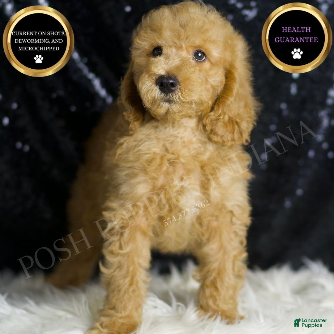 Mini Goldendoodle dogs for sale: Oxford - Image 1