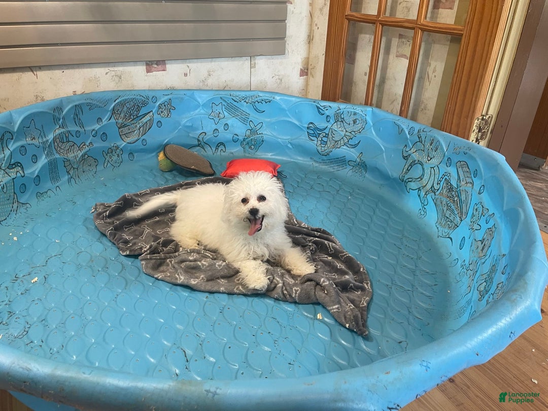 Bichon Frise dogs for sale: Lola - Image 2