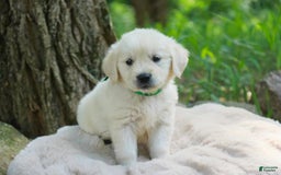 Golden Retriever dogs for sale: Tawny - Image 29