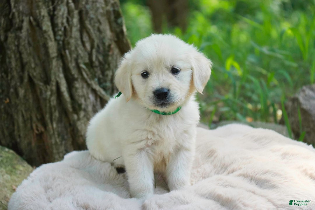 Golden Retriever dogs for sale: Tawny - Image 29