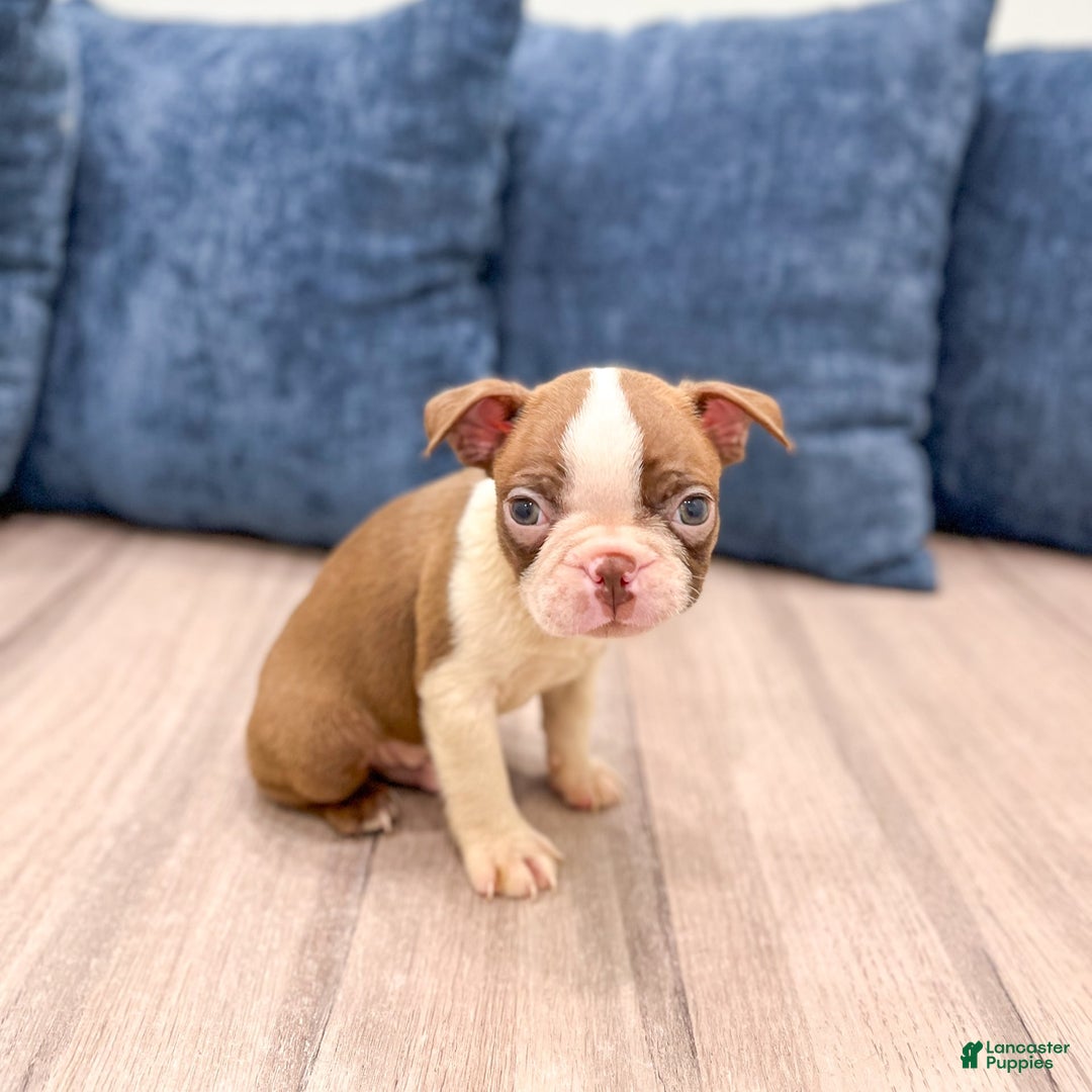Boston Terrier dogs for sale: Archie - Image 4