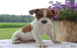 Jack Russell Terrier dogs for sale: Rusty - Image 2