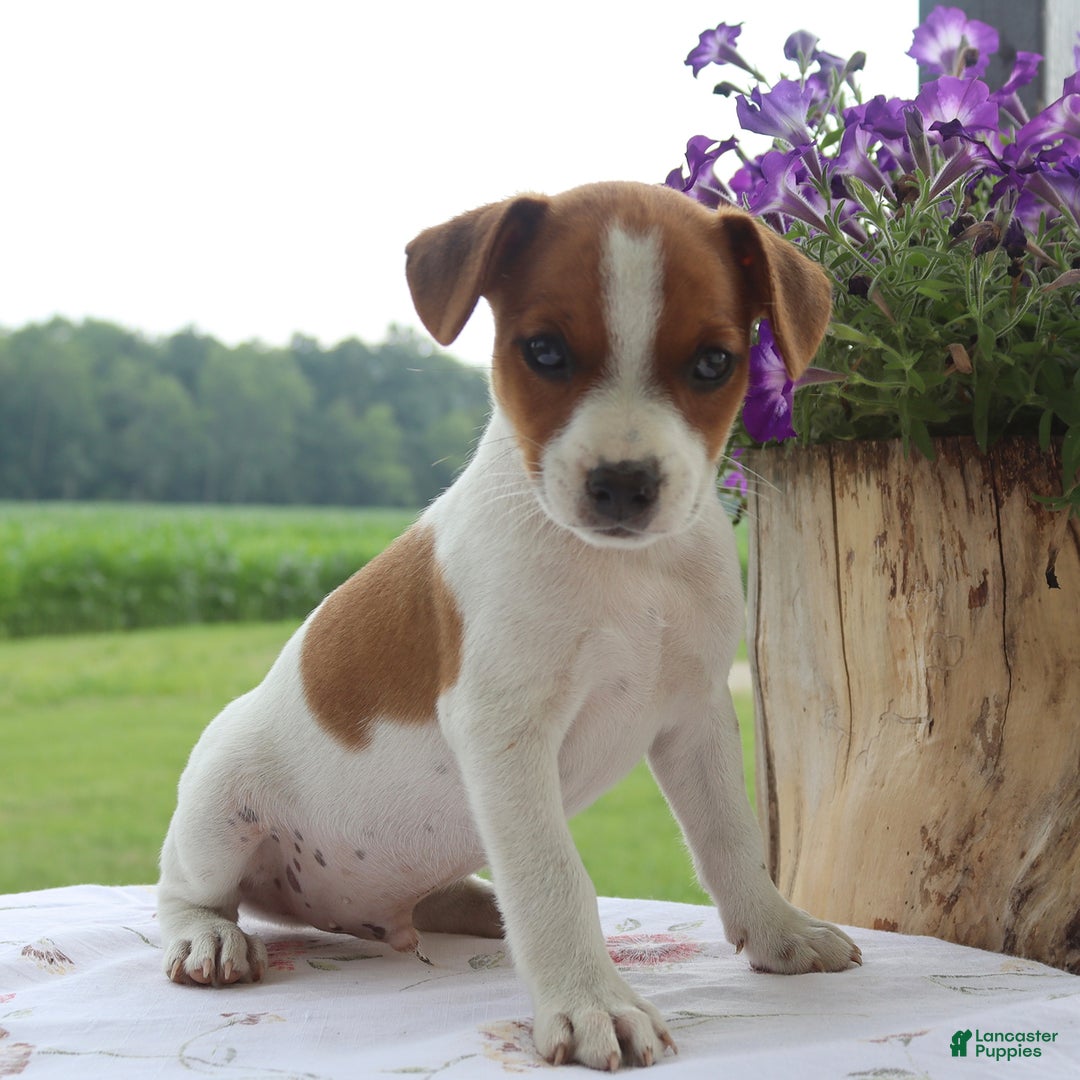 Jack Russell Terrier dogs for sale: Rusty - Image 2