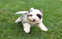 Mini Bernedoodle dogs for sale: Diamond - Blue Eyes - Image 6