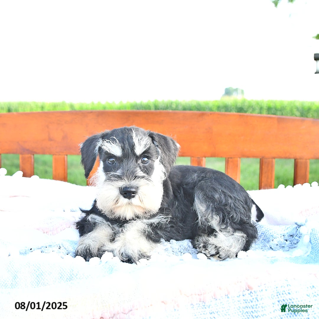 Miniature Schnauzer dogs for sale: Hallie - Image 1
