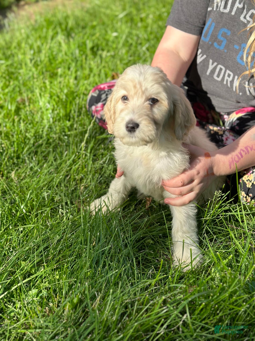 Labradoodle dogs for sale: Hammy - Image 1