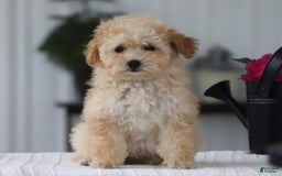 Havapoo dogs for sale: Miley - Image 9