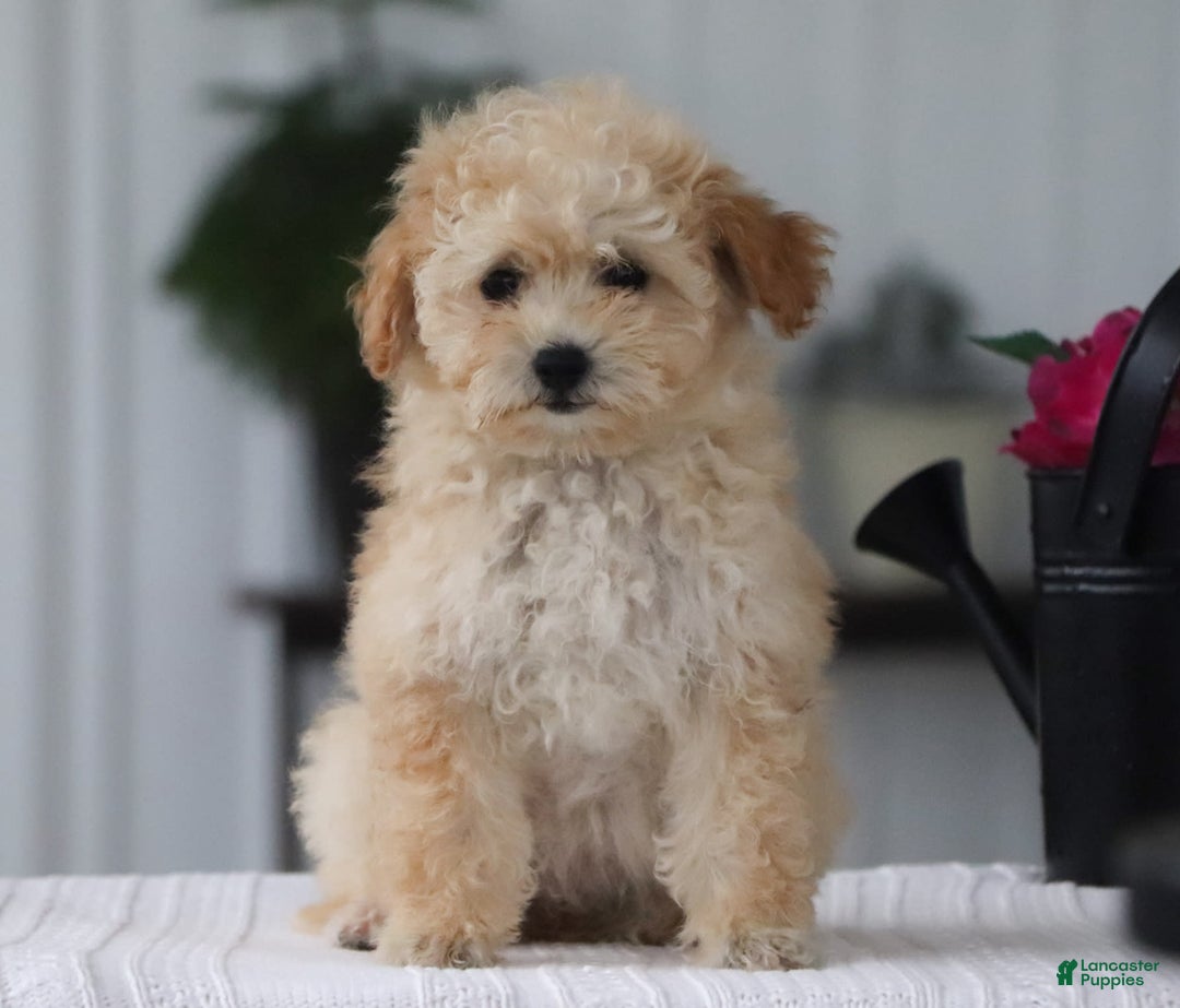 Havapoo dogs for sale: Miley - Image 9
