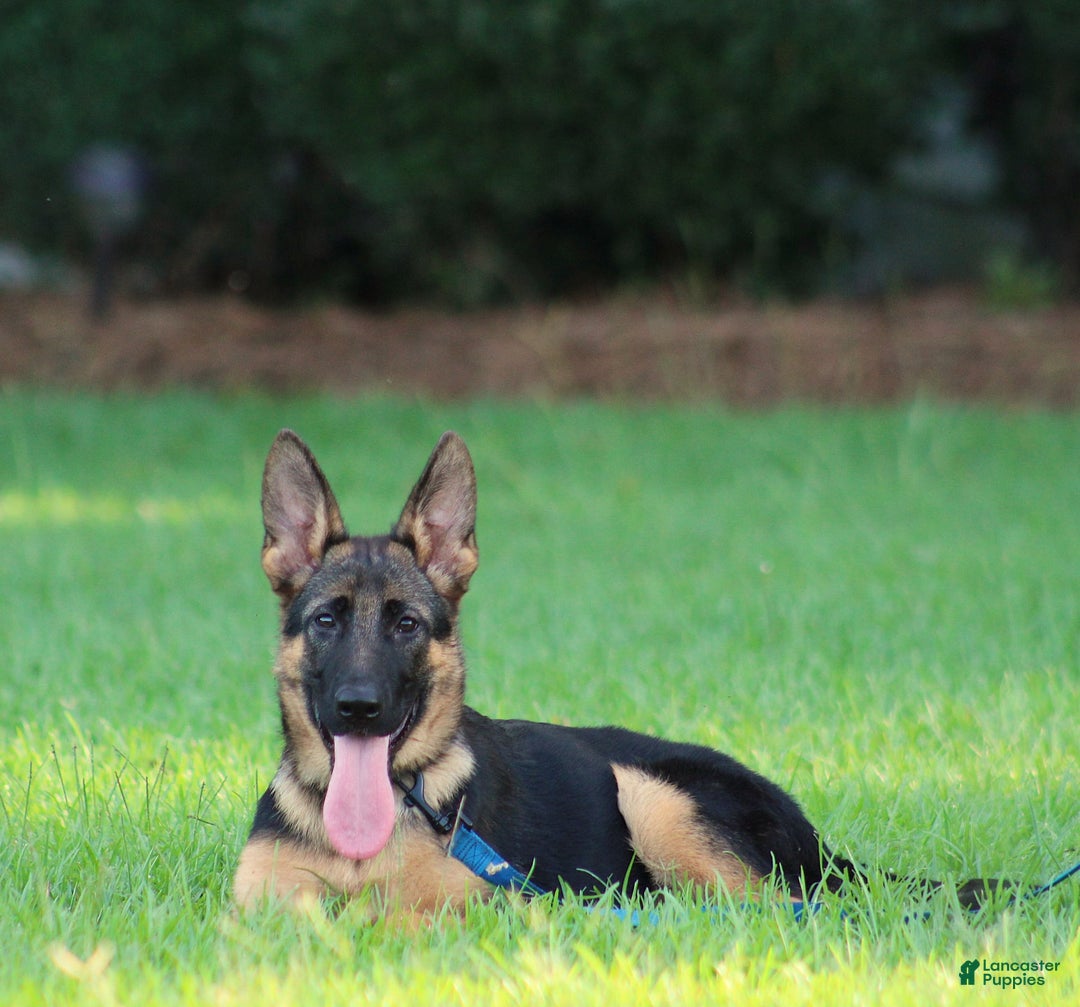 German Shepherd dogs for sale: Hazel - Image 4