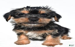 Shorkie dogs for sale: Waldo - Image 3