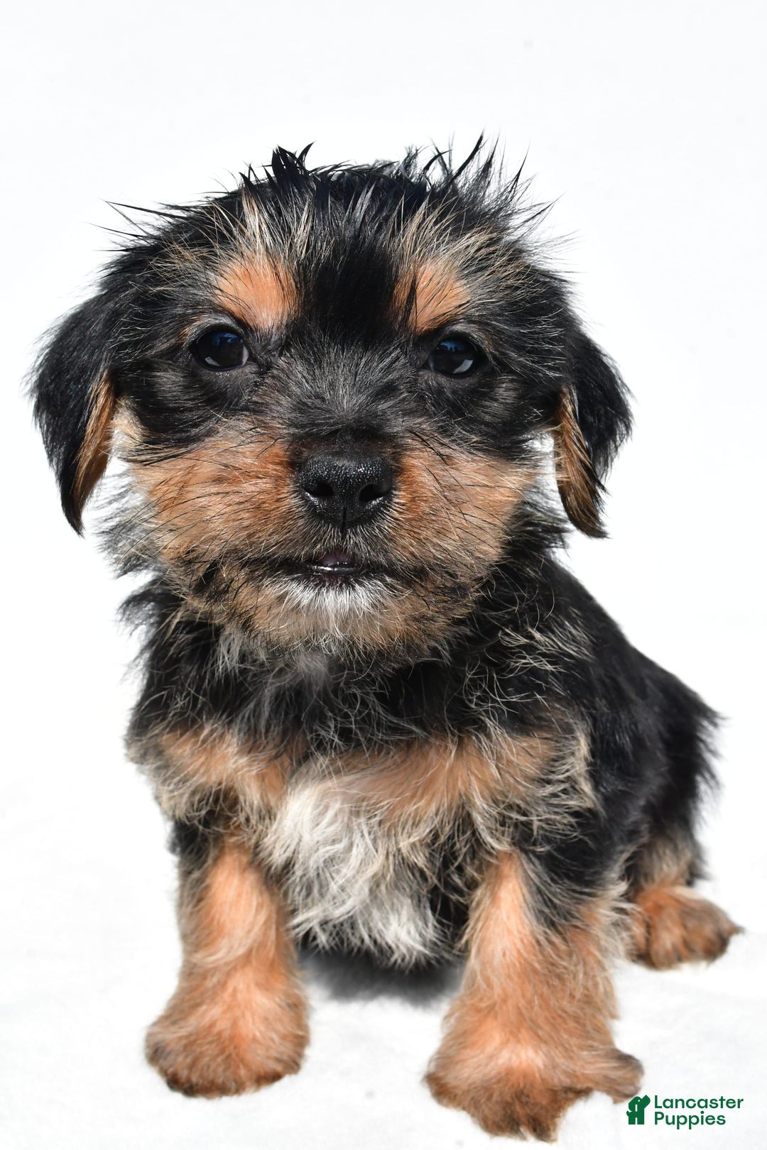 Shorkie dogs for sale: Waldo - Image 3