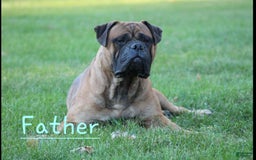 Bullmastiff dogs for sale: Cooper - Image 8