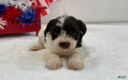 Miniature Schnauzer dogs for sale: Paisley Female 2 Liver Parti - Image 6