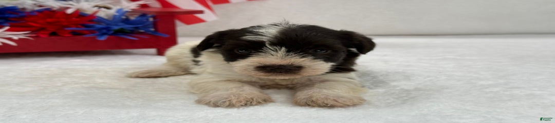 Paisley Female 2 Liver Parti