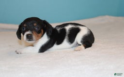 Miniature Dachshund dogs for sale: Chloe Mini - Image 28