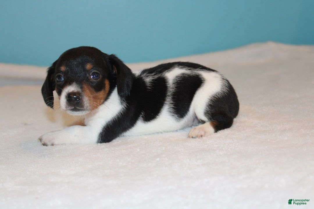 Miniature Dachshund dogs for sale: Chloe Mini - Image 28