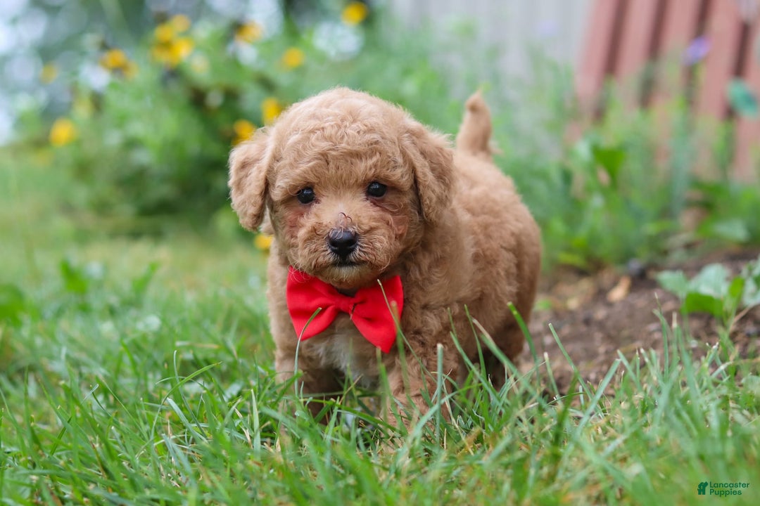 Maltipoo dogs for sale: Shiloh - Image 7