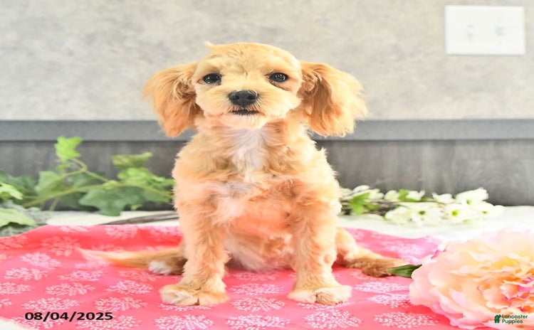 Maltipoo dogs for sale - Ad 2
