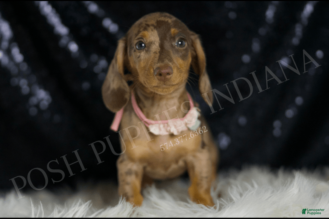 Miniature Dachshund dogs for sale: Karey - Image 3