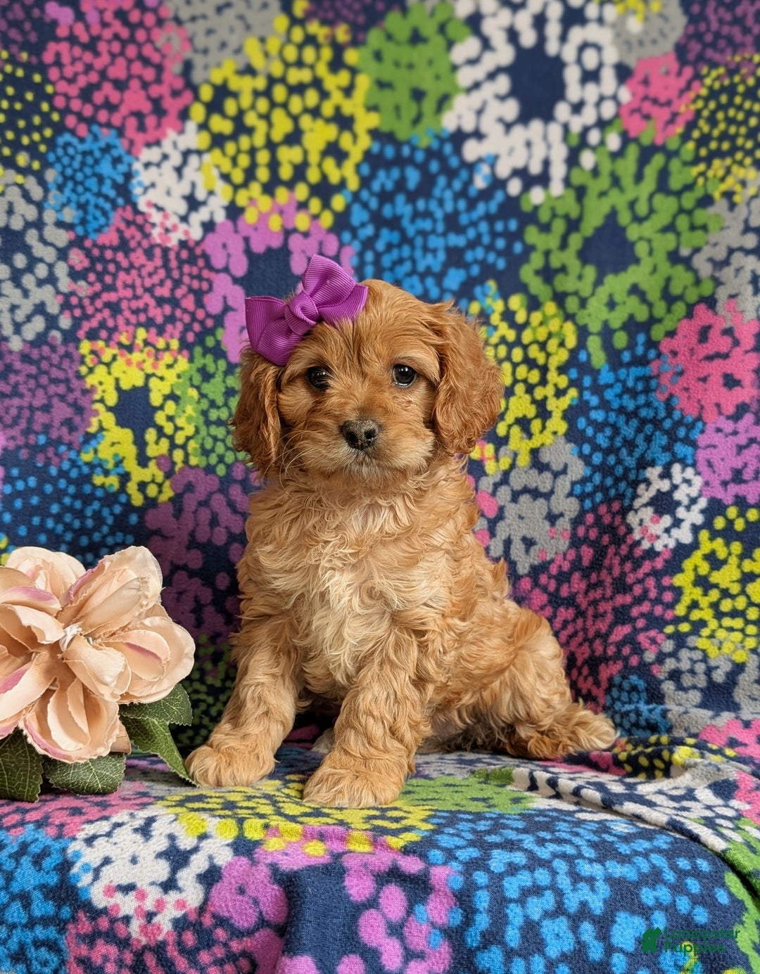 Cockapoo dogs for sale: Dora - Image 1