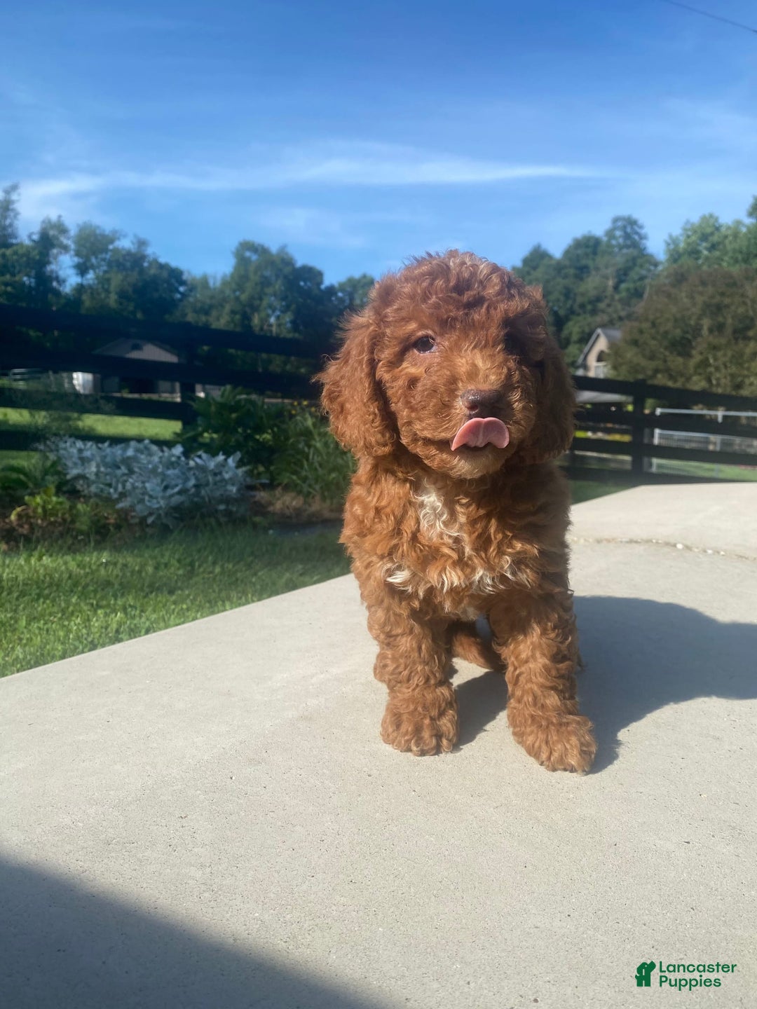 Mini Goldendoodle dogs for sale: Duchess - Image 10
