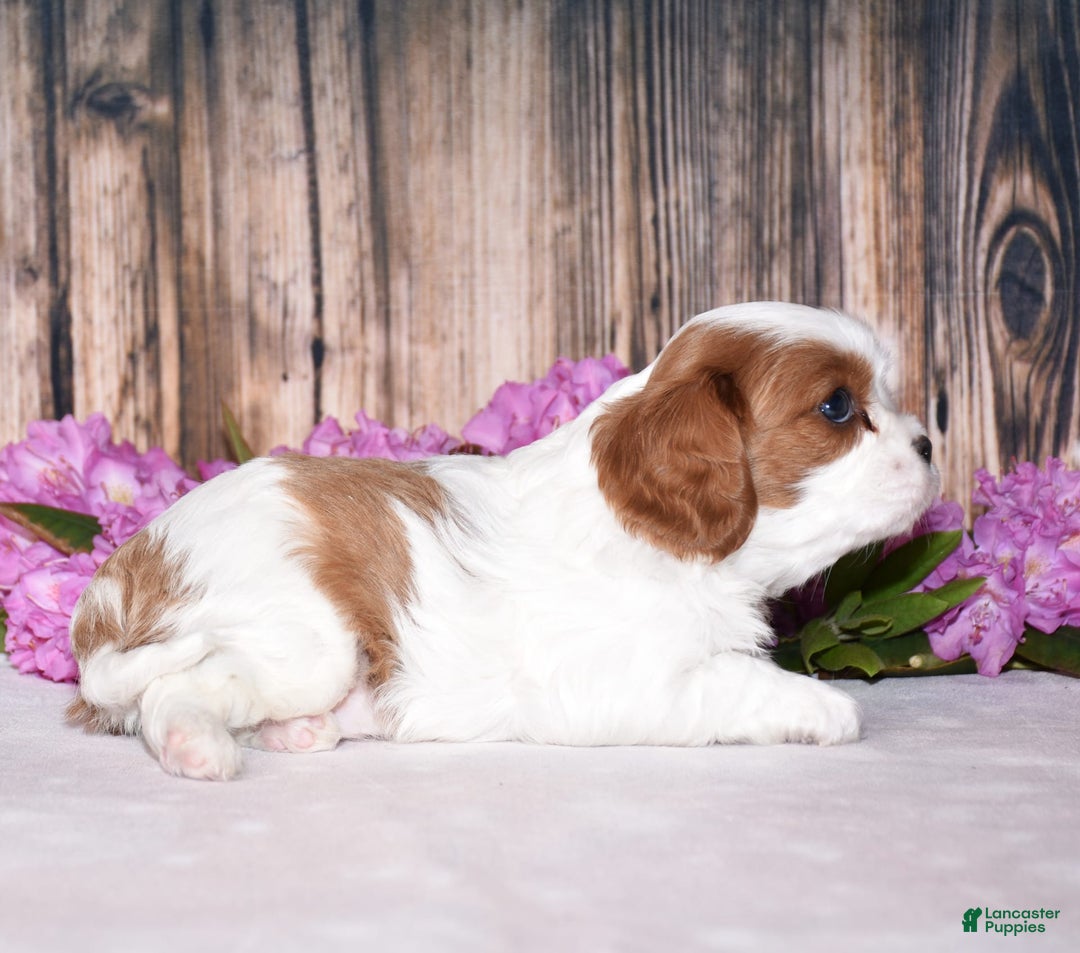 Cavalier King Charles Spaniel dogs for sale: Oscar - Image 4