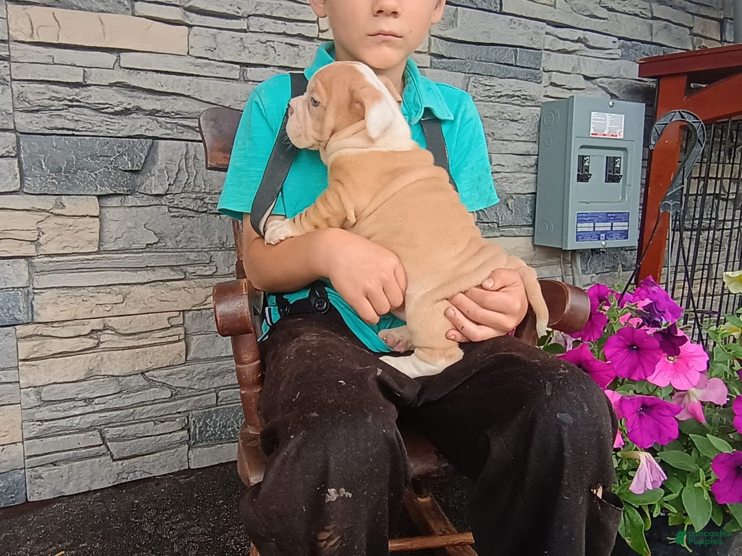 English Bulldog dogs for sale: Bingo - Image 1