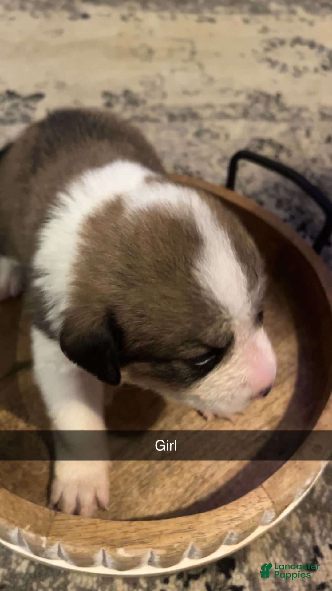 Bernese Mountain Dog dogs for sale: Duchess - Image 2