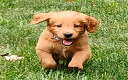 Goldendoodle dogs for sale: Rocky - Image 14