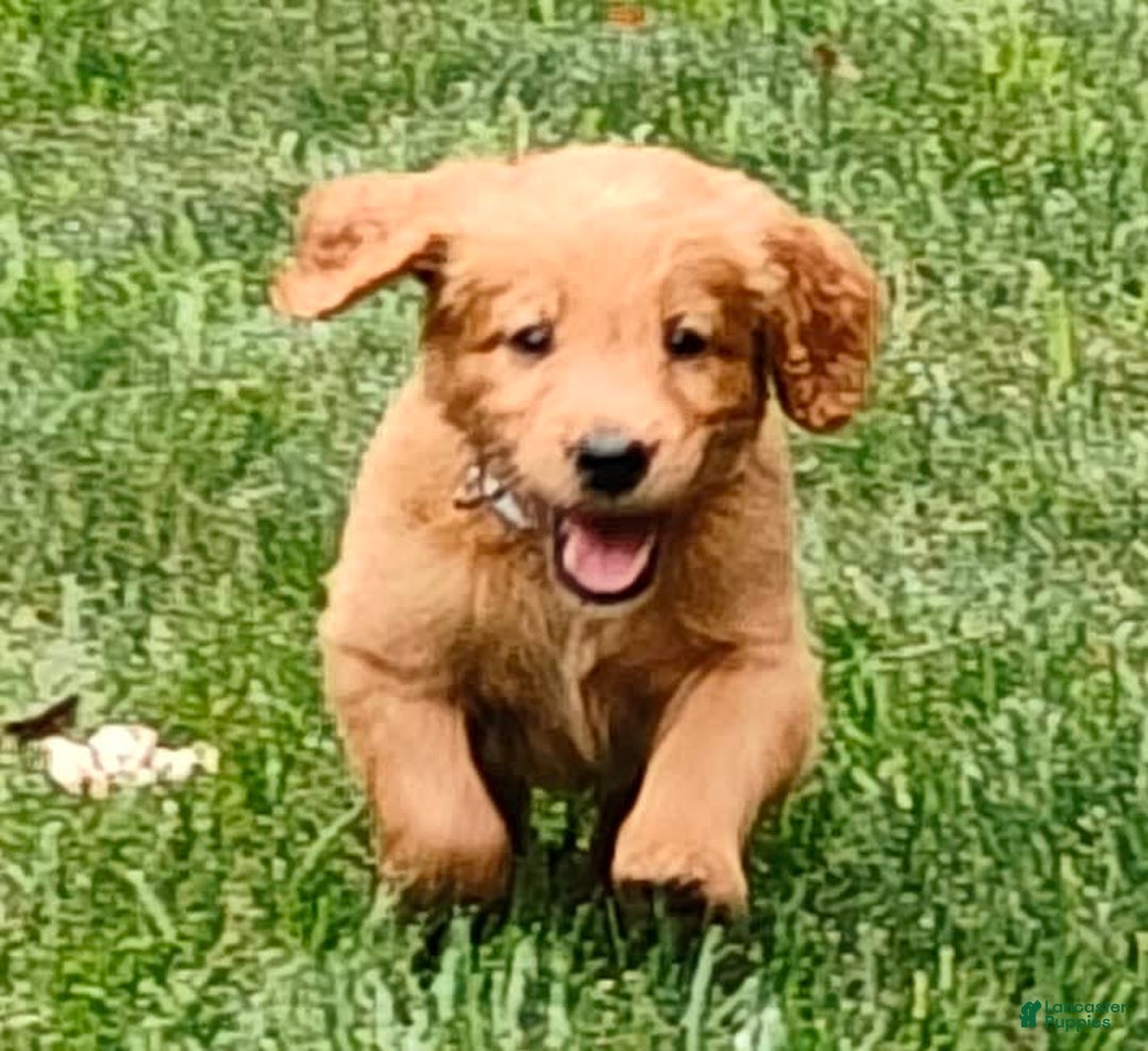 Goldendoodle dogs for sale: Rocky - Image 14