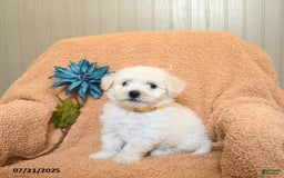 Bichon Frise dogs for sale: Kevin - Image 3