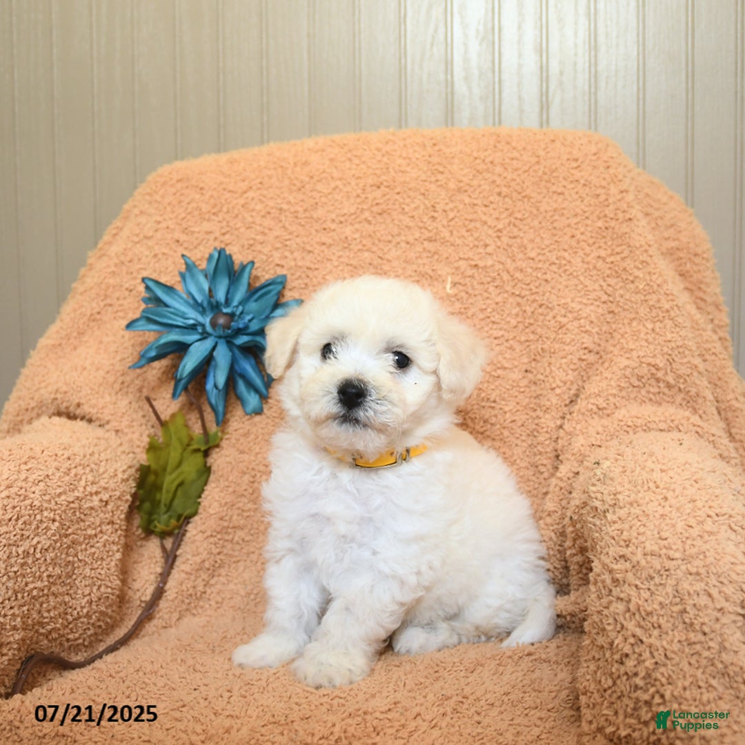 Bichon Frise dogs for sale: Kevin - Image 3