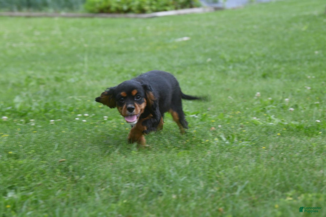 Cavalier King Charles Spaniel dogs for sale: Mr. Casanova - Image 3