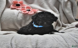 Miniature Poodle dogs for sale: Justin Ray - Image 2