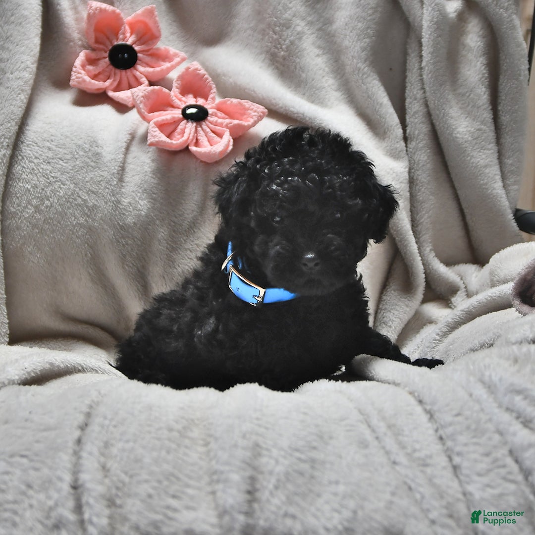 Miniature Poodle dogs for sale: Justin Ray - Image 2