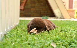 Newfoundland dogs for sale: Bella - Image 3