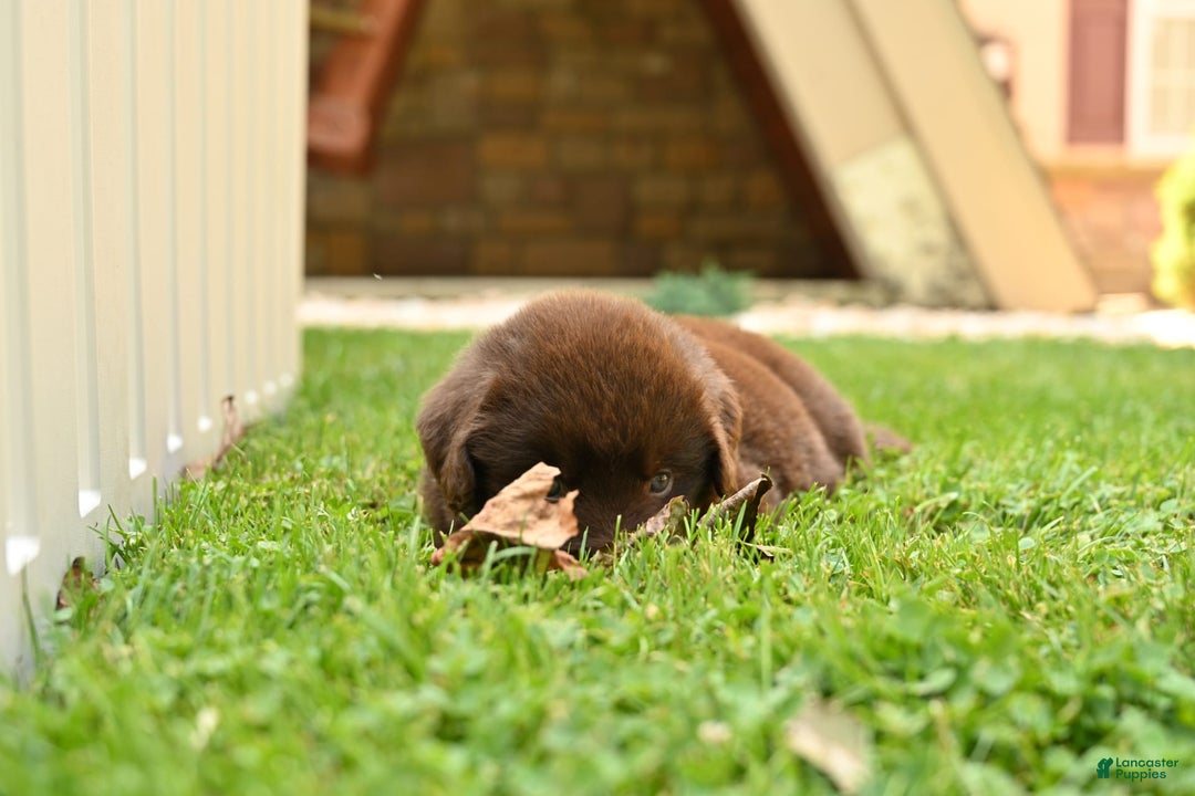 Newfoundland dogs for sale: Bella - Image 3