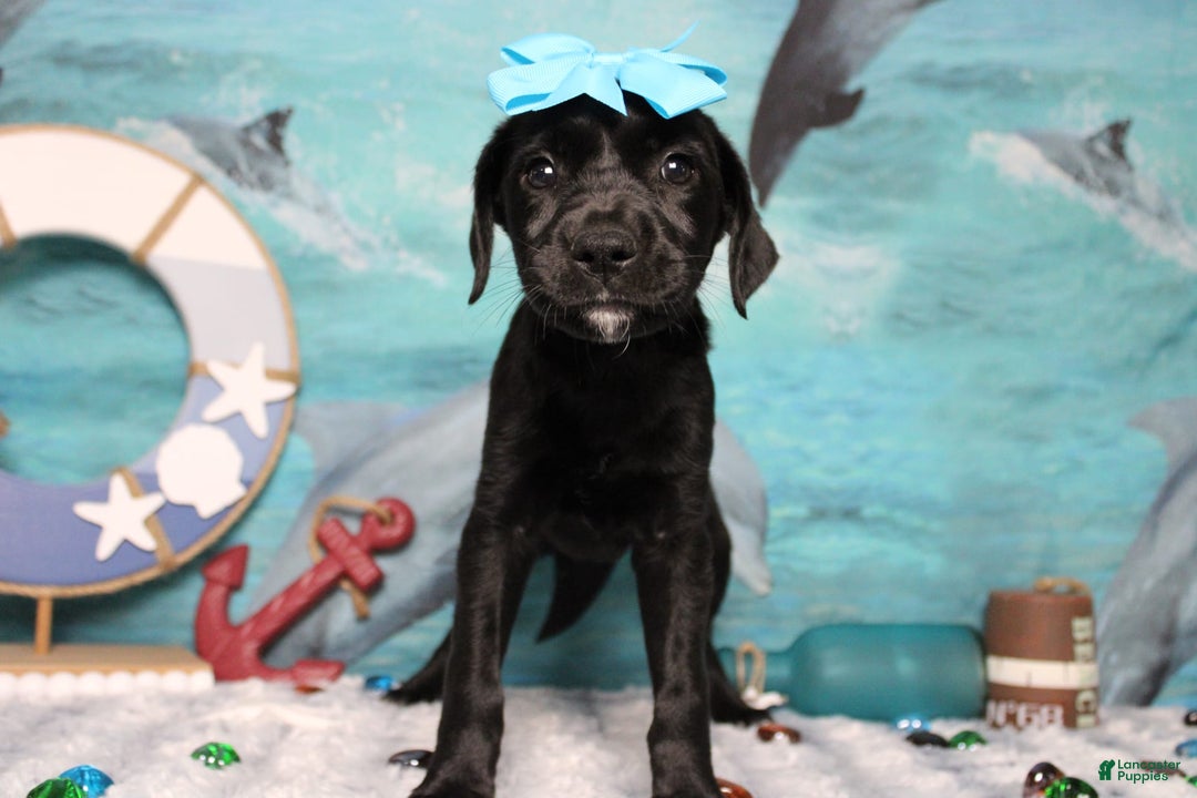 Labrador Retriever dogs for sale: Onyx - Image 10